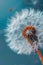 Blowball of dandelion with fluffy seed