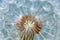 Blowball of dandelion with fluffy seed