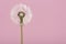 Blowball dandelion on a pink background with space for copy