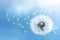 Blowball dandelion sky nature spring summer plant flower softness seeds