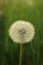 Blowball in a field by sunset