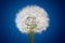 Blowball flower on a blue background close up