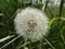 Blowball flower in front of green grass