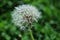 Blowball in the summer - Dandelion (Taraxacum sect. Ruderalia)