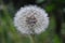 Blowball in the summer - Dandelion (Taraxacum sect. Ruderalia)