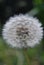 Blowball in the summer - Dandelion (Taraxacum sect. Ruderalia)