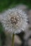 Blowball in the summer - Dandelion (Taraxacum sect. Ruderalia)