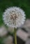 Blowball in the summer - Dandelion (Taraxacum sect. Ruderalia)