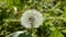 Blowball in summer meadow