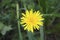 Blowball of Taraxacum plant on long stem. Blowing dandelion clock of white seeds on blurry green plant background of summer meadow