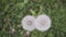 Blowball of Taraxacum plant on long stem. Blowing dandelion clock of white seeds on blurry green plant background of summer meadow