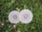 Blowball of Taraxacum plant on long stem. Blowing dandelion clock of white seeds on blurry green plant background of summer meadow