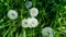 Blowballs of a dandelion plant on a meadow