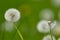 Blowballs of dandelion (taraxacum)