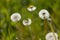 Blowballs of dandelion (taraxacum)