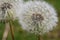 Blowballs in the summer - Dandelion (Taraxacum sect. Ruderalia)