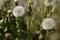 Blowballs in the summer - Dandelion (Taraxacum sect. Ruderalia)