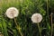 Blowballs on the wind against the setting sun. White fluffy dandelion heads on the summer lawn on the natural green grass backgrou