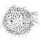 Blowfish or diodon holocanthus. Sketh illustration