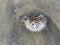 Blowfish or puffer fish washed up on beach