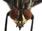Blowfly  Calliphora vicina
