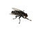 Blowfly  Calliphora vicina