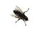 Blowfly  Calliphora vicina