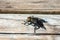 Blowfly, carrion fly, black fly sitting on a wooden surface closeup