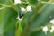 Blowfly on a cluster of white flowers