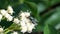 Blowfly on a cluster of white flowers