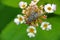 Blowfly on the flower, natural, wallpaper,insects