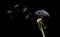 Blowing dandelion seeds