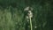 Blowing Dandelion Seeds. Flying dandelion seeds on a blurred green herbal background. Slow motion 240 fps. Full HD 1080p
