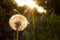 Blowing Dandelion In The Sunset