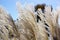 Blowing Fall Grasses at the Amana Colonies, Iowa