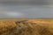 Blowing grasses on a spring day. Lake McGregor Provincial Recreation Area, Vulcan County, Alberta