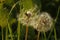 Almost blown away by the wind dandelion. Group of dandelions.
