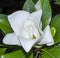 Blown beautiful magnolia flower on a tree with