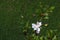 Blown beautiful magnolia flower on a tree with green leaves