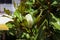 Blown beautiful magnolia flower on a tree with green leaves