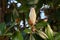 Blown beautiful magnolia flower on a tree with green leaves