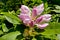 Blown beautiful magnolia flower on a tree with green leaves