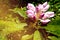 Blown beautiful magnolia flower on a tree with green leaves