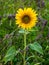 Blown bright yellow sunflower