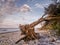 Blown down tree on the beach