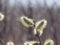 Blown fluffy flowers of a willow. Spring flowers of a willow