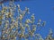 Blown fluffy flowers of a willow. Spring flowers of a willow