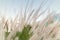 blown white grass field by the wind with soft light