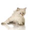 Blu-tabby-point Birman kitten