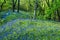 Blubells at Carr Mill Dam, St Helens, Mersdeyside